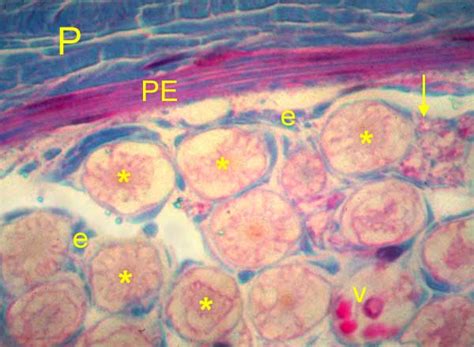 Peripheral Nerve Histology Labeled