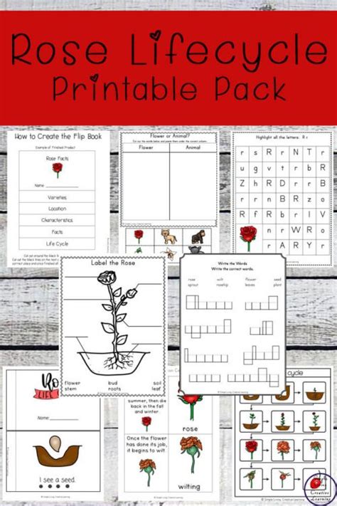 Rose Life Cycle Printable Pack - Simple Living. Creative Learning