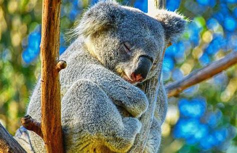 Kranz Besetzen Pazifische Inseln koala sanctuary western australia ...