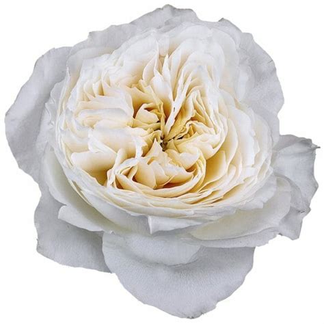 White Cloud Roses - Garden Roses Direct