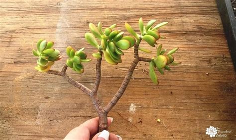 Propagating Succulents from Stem Cuttings | The Succulent Eclectic