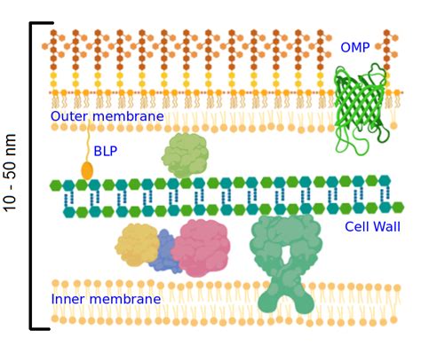 1: A cartoon representation of the Gram-Negative double membrane ...