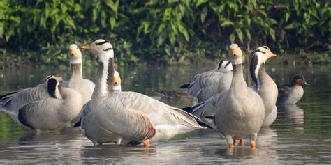 Decline in Migratory Birds at Punjab's Harike Wetland