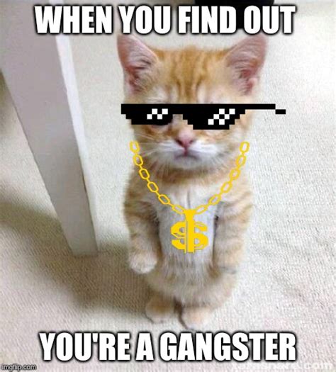 Cute Cat Meme - Imgflip