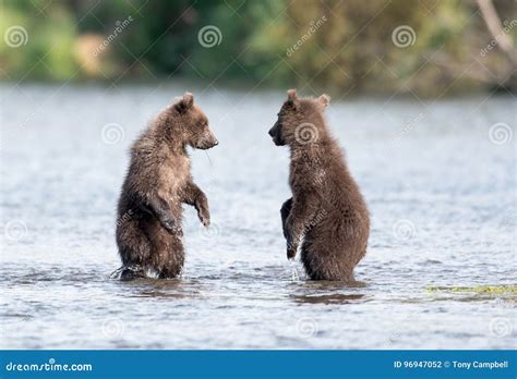 Two Cute Brown Bear Cubs Playing Stock Photo - Image of katmai, river ...