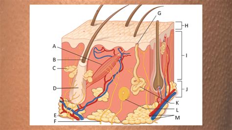 What Causes Goosebumps? – Anatomy of Skin