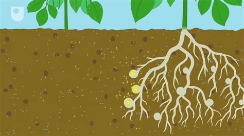 Nitrogen fixation | Definition, Process, Examples, Types, & Facts ...