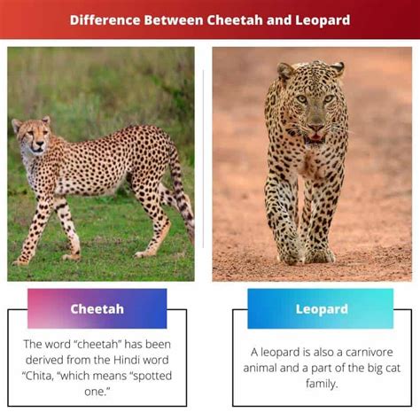 Cheetah vs Leopard: Difference and Comparison