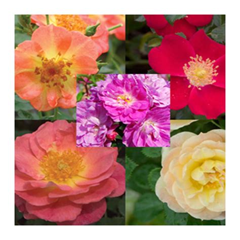 Rose Bush - #2 - Assorted Colors | RONA