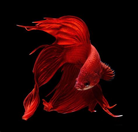 Siamese fighting fish | Art and design | The Guardian | Siamese ...