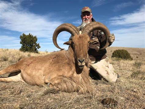 Barbary Sheep Hunting in New Mexico | Barbary Sheep Hunts NM