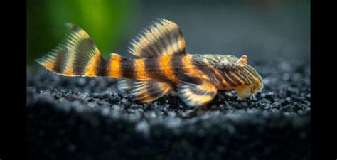 Why the L397 Pleco (Redstripe Pleco) is the Best Freshwater Pleco for Your Aquarium | Just Fish ...