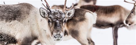 Rooms | Crazy Reindeer Hotel | Accommodation | Lapland