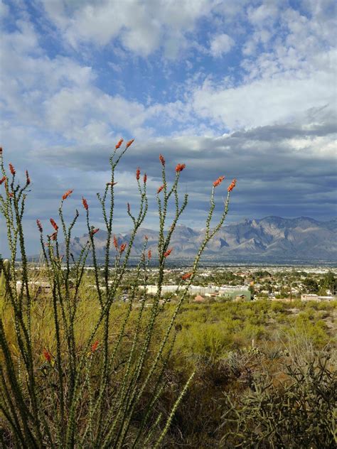 Photos of Tumamoc Hill - Arizona | AllTrails