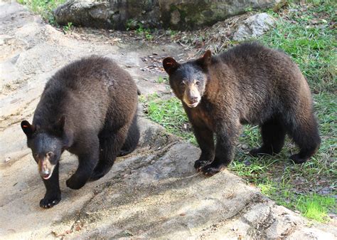 American Black Bear | Alexandria Zoo