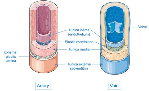 Servier - Drawing Layers of vein and artery - English labels | AnatomyTOOL