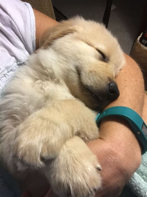 Sleeping golden retriever puppy #bestdogbreeds #GoldenRetrieverCute # ...