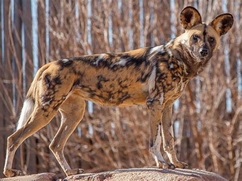 African Wild Dog Habitat Maps