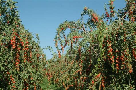 Goji Berry In India: Goji Berry – The Fruit of the Gods