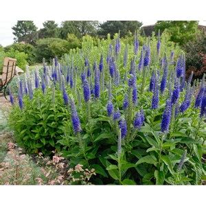 Veronica Spicata 'sunny Border Blue' Flowers Perennial Live Plant ...