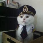 Pilot Cat Meme Generator - Imgflip