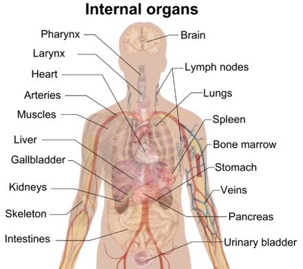 Solar Plexus Anatomy, Location & Function - Lesson | Study.com