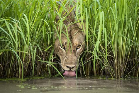 Nature loves a lens: Wildlife photography is on display at both Notebaert and Field Museum in ...
