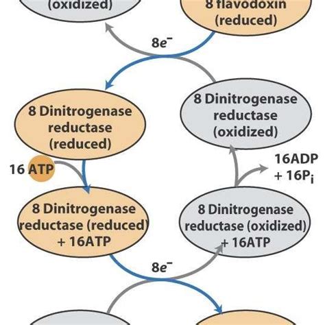 (PDF) Nitrogenase Enzyme: A Review