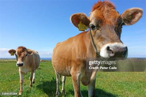 781 Jersey Cow Stock Photos, High-Res Pictures, and Images - Getty Images