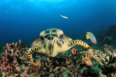 Giant Turtle Natural Ocean Habitat Stock Photo by ©richcarey 394637242