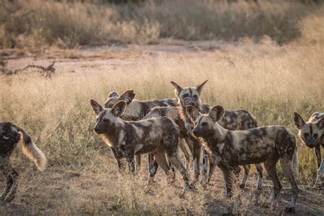 A Pack of African Wild Dogs in the Grass. Stock Image - Image of reserve, road: 98111201