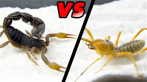 避日蛛VS黑粗尾蠍，Camel spider VS strong black poisonous scorpion - YouTube