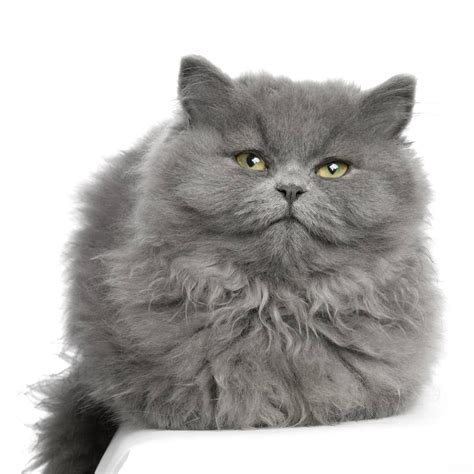 gatito gris - Buscar con Google | Gatos grises, Gatos, Gato persa