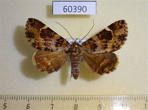 Noctuidae Coenipeta tanais Costa Rica - Fareastinsects