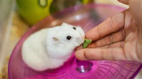 winter white hamster facts - everything you need to know