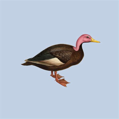 *Downloadable: Pink Headed Duck images (.jpg .png) - TofuJoe