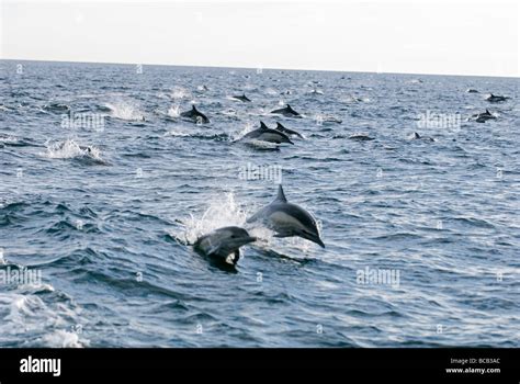 Common Dolphin (Delphinus Delphis) pod swimming Stock Photo - Alamy