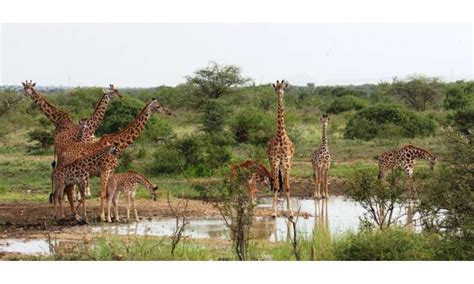 Food, predators, and people influence giraffe social behavior