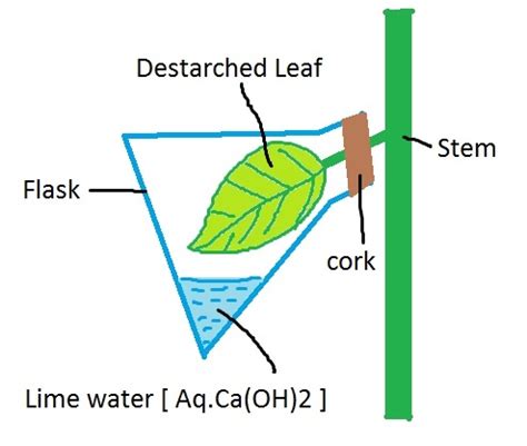 Experiment to show that carbon dioxide is needed for photosynthesis - Biology Stack Exchange