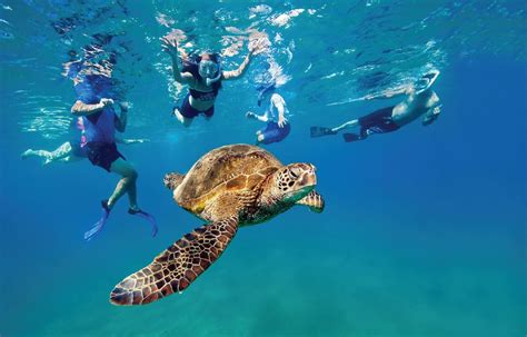 How to Snorkel Safely With Sea Turtles in Maui