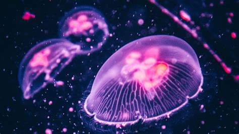 4K Jellyfish Wallpapers - Top Free 4K Jellyfish Backgrounds ...