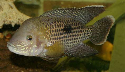 Green Terror Cichlid Beginner's Guide - Aquascape Guru