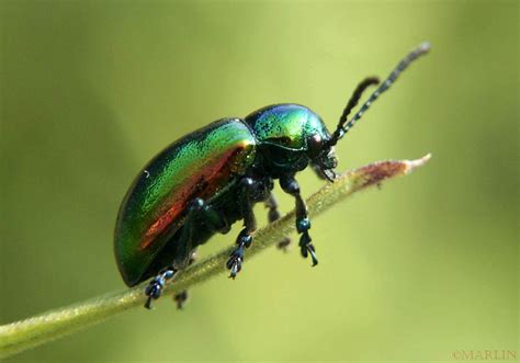 Dogbane Leaf Beetle - North American Insects & Spiders