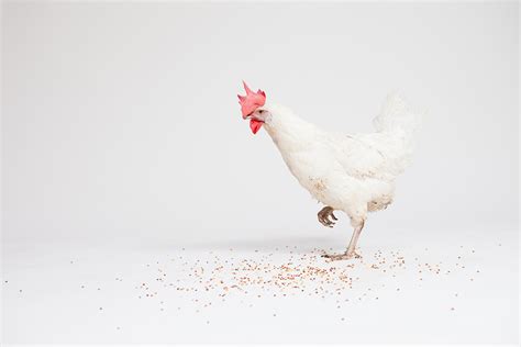 White Chicken on Grey Background 4 | View this image on our … | Flickr