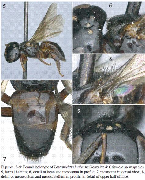 NEW SPECIES AND PREVIOUSLY UNKNOWN MALES OF NEOTROPICAL CLEPTOBIOTIC STINGLESS BEES (HYMENOPTERA ...