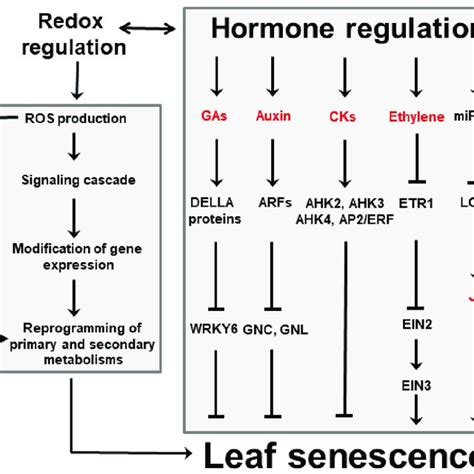 Overview of leaf senescence. The final stages of leaf development are ...