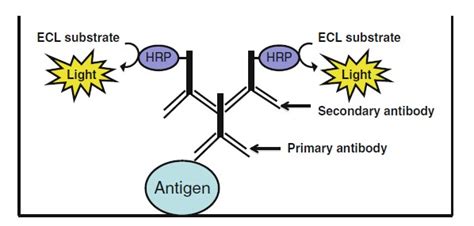 Indirect ELISA Experimental Protocol - Creative Diagnostics