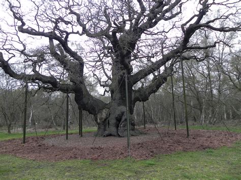 Robin Hood's tree in Sherwood Forest | brittany-lynne | Flickr