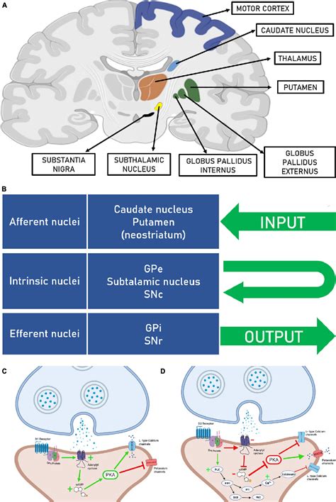 Frontiers | Basal ganglia for beginners: the basic concepts you need to know and their role in ...