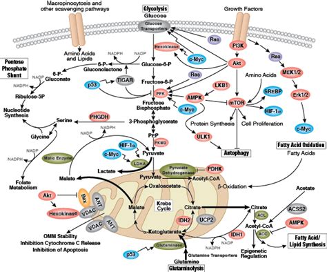 Cellular Metabolism | Cell Signaling Technology